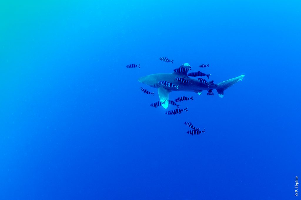 Egypte Septembre 2017 - Requin Longimanus